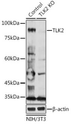 Western Blot: TLK2 AntibodyBSA Free [NBP2-95206]