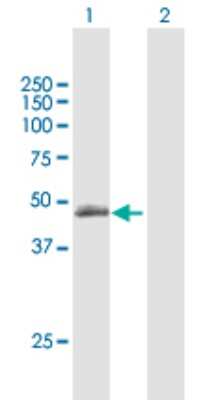 Western Blot: TLL1 Antibody [H00007092-B01P]