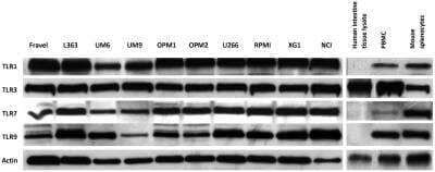 Western Blot: TLR Screening Antibody Pack [NBP2-25083]