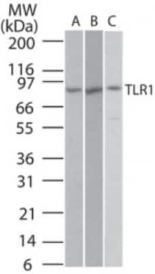 Western Blot: TLR1 Antibody [NB100-56563]