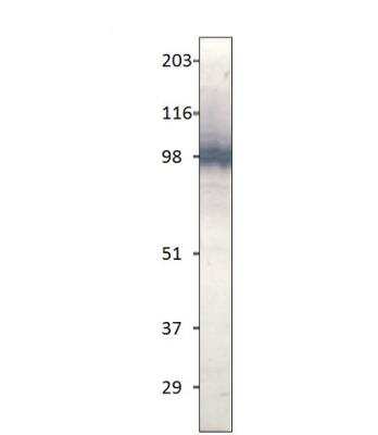 Western Blot: TLR1 Antibody [NBP3-12356]