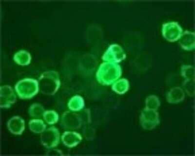 Immunocytochemistry/ Immunofluorescence: TLR10 Antibody (25F9) [DDX0490P-100]