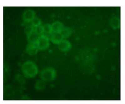 Immunocytochemistry/ Immunofluorescence: TLR10 Antibody (25F9) [DDX0490P-100]