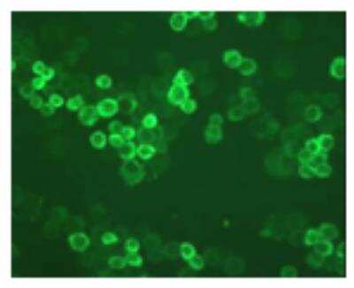 Immunocytochemistry/ Immunofluorescence: TLR10 Antibody (25F9) [DDX0490P-100]