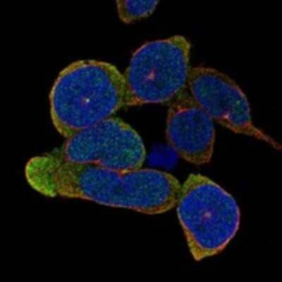 Immunocytochemistry/ Immunofluorescence: TLR10 Antibody [NBP3-17185]