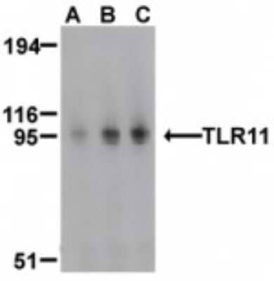 Western Blot: TLR11 AntibodyBSA Free [NBP1-77202]