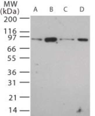 Western Blot: TLR12 Antibody [NBP2-24833]