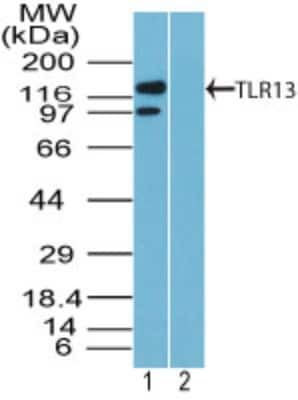 Western Blot: TLR13 Antibody [NBP2-24539]