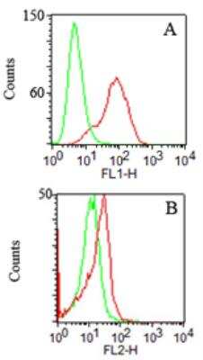Flow Cytometry: TLR2 Antibody (67N8F8) [NBP2-25245]