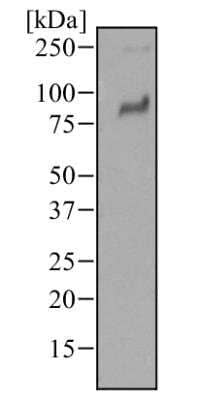 Western Blot: TLR2 Antibody (67N8F8) [NBP2-25245]