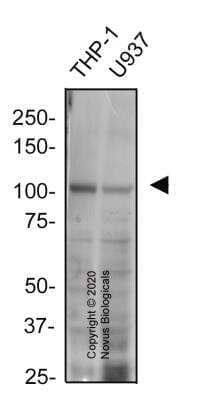 Western Blot: TLR2 Antibody (TL2.1)BSA Free [NB100-56722]