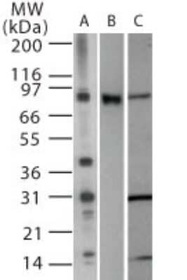 Western Blot: TLR2 Antibody [NB100-56573]