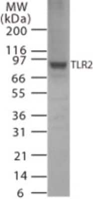 Western Blot: TLR2 Antibody [NB100-56586]