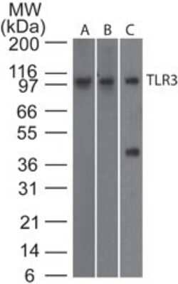 Western Blot: TLR3 Antibody (27N3D4)Azide Free [NBP2-27405]