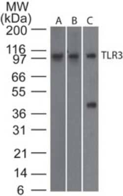 Western Blot: TLR3 Antibody (27N3D4)BSA Free [NBP2-27404]