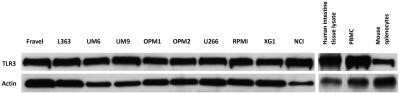 Western Blot: TLR3 Antibody (40C1285.6)Azide Free [NBP2-33263]