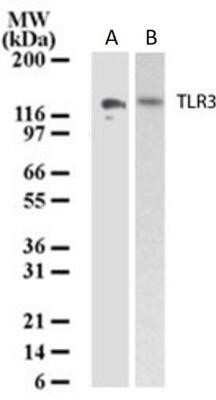Western Blot: TLR3 Antibody (40C1285.6)Azide Free [NBP2-33263]
