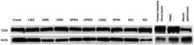 Western Blot: TLR3 Antibody (40C1285.6)BSA Free [NBP2-24875]