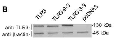 Western Blot: TLR3 Antibody (40C1285.6)BSA Free [NBP2-24875]