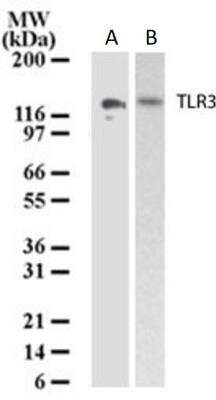 Western Blot: TLR3 Antibody (40C1285.6)BSA Free [NBP2-24875]