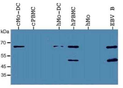 Western Blot: TLR3 Antibody (619F7.06) [DDX0470P-100]