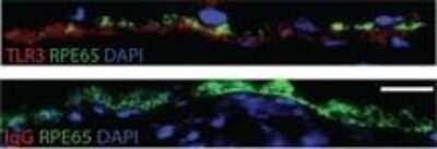 Immunohistochemistry-Frozen: TLR3 Antibody [NB100-56571]