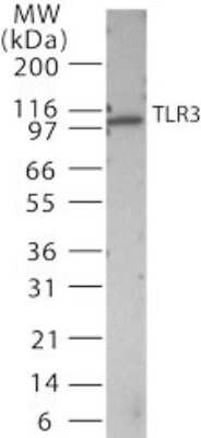 Western Blot: TLR3 Antibody [NB100-56571]