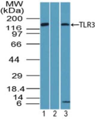 Western Blot: TLR3 Antibody [NBP2-24564]