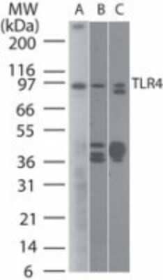 Western Blot: TLR4 Antibody (76B357.1)Azide Free [NBP2-27149]