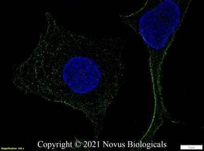 Immunocytochemistry/ Immunofluorescence: TLR4 Antibody (76B357.1) - BSA Free [NB100-56566]