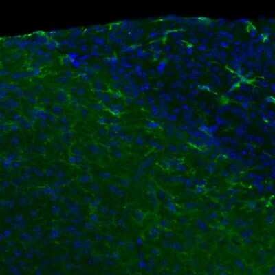 Immunohistochemistry-Frozen: TLR4 Antibody (76B357.1) - BSA Free [NB100-56566]
