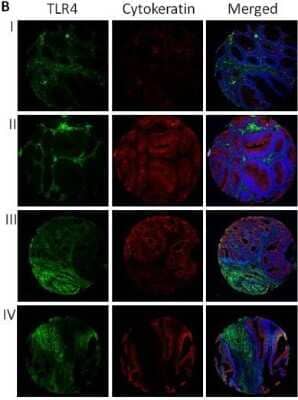 Immunohistochemistry: TLR4 Antibody (76B357.1) - BSA Free [NB100-56566]