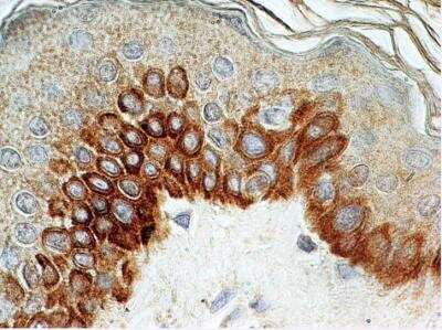 Immunohistochemistry-Paraffin: TLR4 Antibody (76B357.1) - BSA Free [NB100-56566]