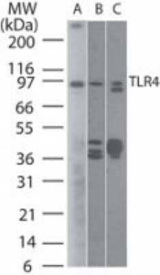 Western Blot: TLR4 Antibody (76B357.1)BSA Free [NB100-56566]
