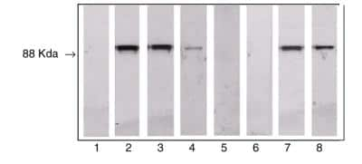 Western Blot: TLR4 Antibody (HTA125)BSA Free [NB100-56723]