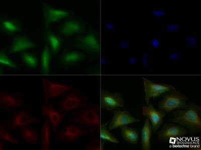 Immunocytochemistry/ Immunofluorescence: TLR4 Antibody [NBP2-24821]