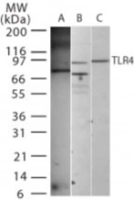 Western Blot: TLR4 Antibody [NB100-56579]