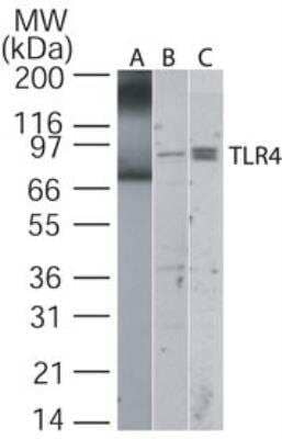 Western Blot: TLR4 Antibody [NB100-56580]