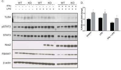 Western Blot: TLR4 Antibody [NB100-56580]