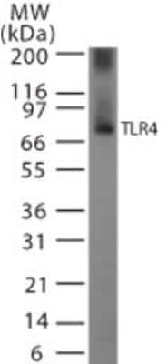 Western Blot: TLR4 AntibodyBSA Free [NB100-56581]