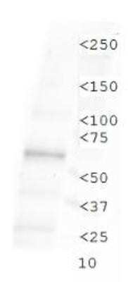 Western Blot: TLR4 AntibodyBSA Free [NBP1-78427]