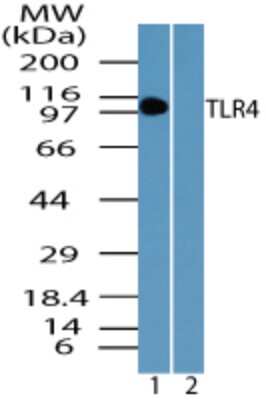 Western Blot: TLR4 AntibodyBSA Free [NBP2-24538]