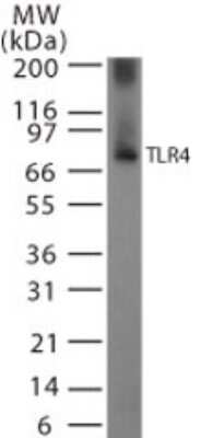 Western Blot: TLR4 Antibody [NBP2-24821]