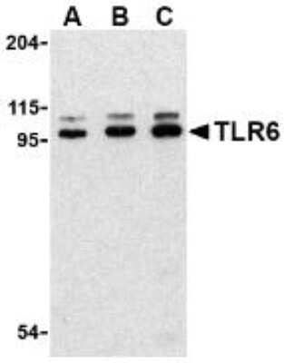 Western Blot: TLR6 AntibodyBSA Free [NBP1-76664]