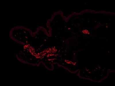 Immunohistochemistry-Frozen: TLR7 Antibody - Azide Free [NBP2-24905]