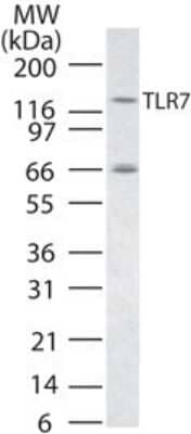 Western Blot: TLR7 AntibodyAzide Free [NBP2-24905]