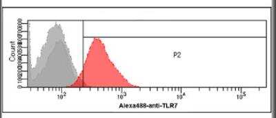Flow Cytometry: TLR7 Antibody (4F4) - BSA Free [NBP1-04349]