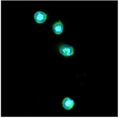 Immunocytochemistry/ Immunofluorescence: TLR7 Antibody (4F4) - BSA Free [NBP1-04349]