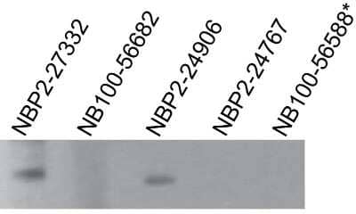 Western Blot: TLR7 Antibody (4G6)Azide and BSA Free [NBP2-25274]