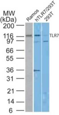 Western Blot: TLR7 Antibody (4G6)Azide and BSA Free [NBP2-80982]